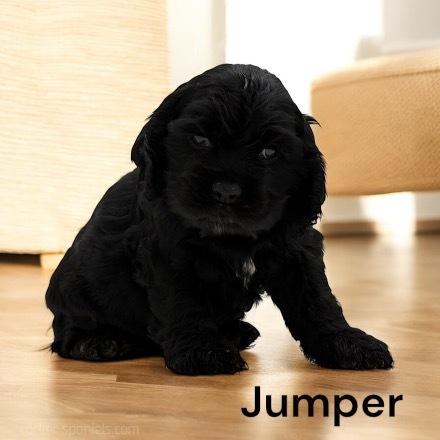 puppy, for, sale, Cocker Spaniel, Joe & Cherri  Overlease, dog, breeder, Miller, MO, dog-breeder, puppy-for-sale, forsale, nearby, find, puppyfind, locator, puppylocator, aca